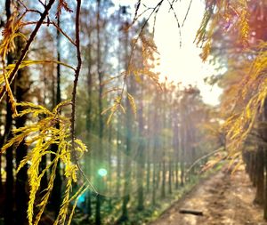 Close-up of plants against trees in forest