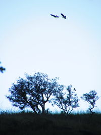 Low angle view of birds flying against clear sky