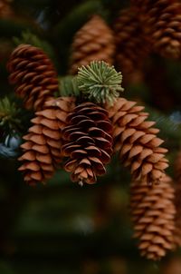 conifer cone