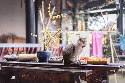 Cat sitting on table
