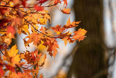 Colorful leaves of fall are vibrant background