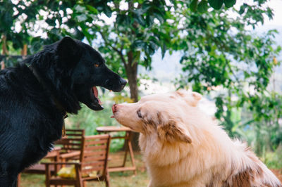 View of a dog looking away
