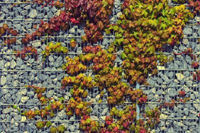 Full frame shot of orange fruit on plant during autumn