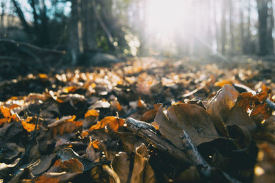 Close-up of dried leaves on field in forest