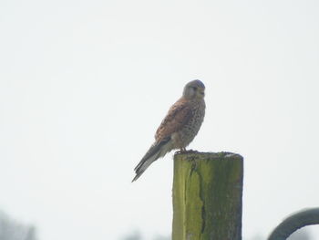 Close-up of bird perching on wooden post against clear sky