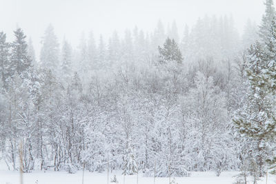 Snow covered trees in forest against sky