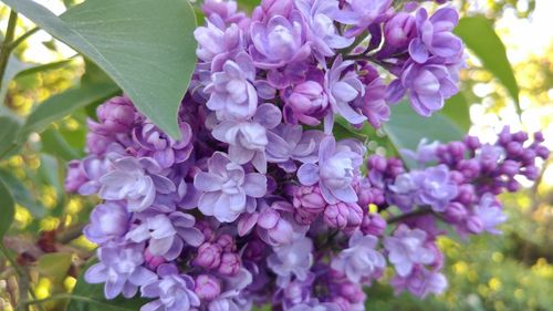 Close-up of purple flowering plant