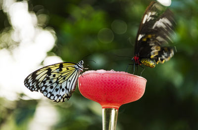 Close-up of butterfly pollinating on flower