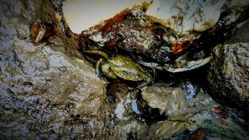 Close-up of crab on rock in water