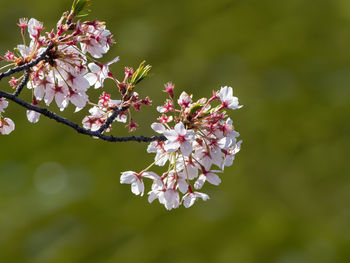 Close-up of pink cherry blossoms in spring