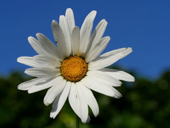 Close-up of white flower growing against blue sky