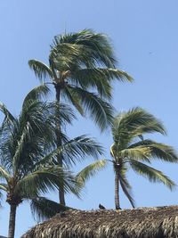 Low angle view of palm tree against clear sky