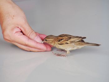 Midsection of person holding bird