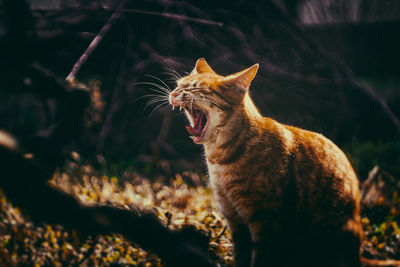 Cat yawning while sitting outdoors