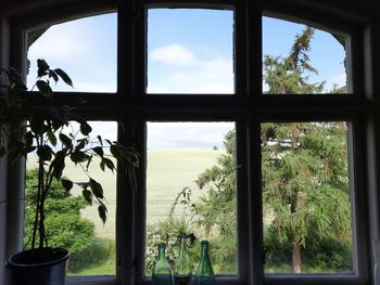 View of potted plants in window