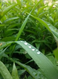 Close-up of raindrops on grass