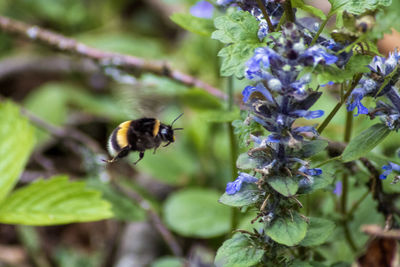 Close-up of bee pollinating on flower