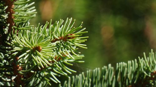 Close-up of pine tree