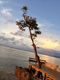 Tree by sea against sky