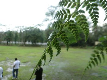 Trees growing on grassy field