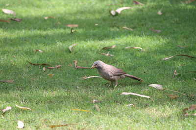 Bird on grass