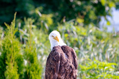 Bird perching on a rock