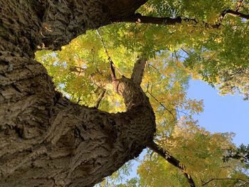 Low angle view of tree trunk during autumn