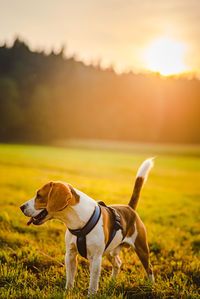 Dog on field during sunset