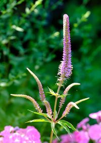 Close-up of pink flowering plant