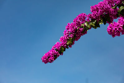 Low angle view of pink flowering plant against clear blue sky