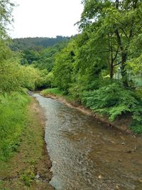 Scenic view of river amidst trees in forest