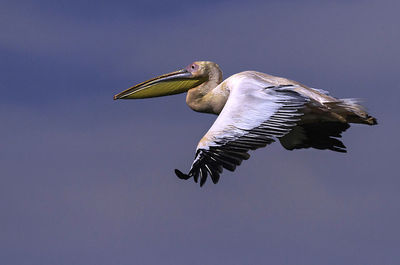Low angle view of birds flying in sky