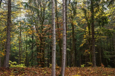 Trees in forest during autumn