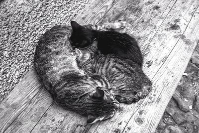 Cat resting on wooden floor