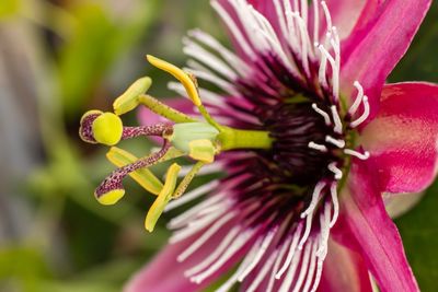 Close-up of pink flowering plant