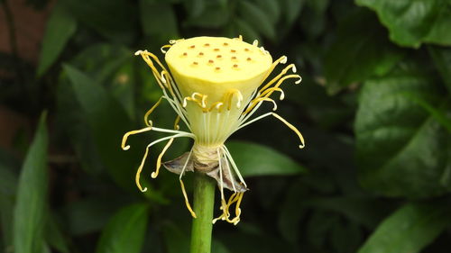 Close-up of yellow flowering plant