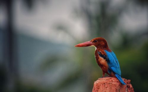 Close-up of bird perching outdoors