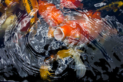 High angle view of koi carps swimming in sea