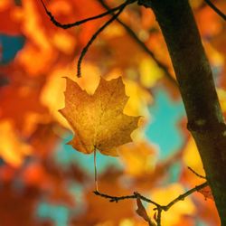 Close-up of autumnal leaves against blurred background