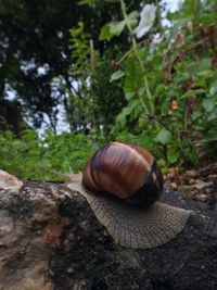 snail