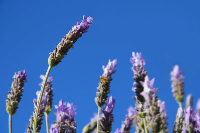 Close-up of flowering plant against blue sky