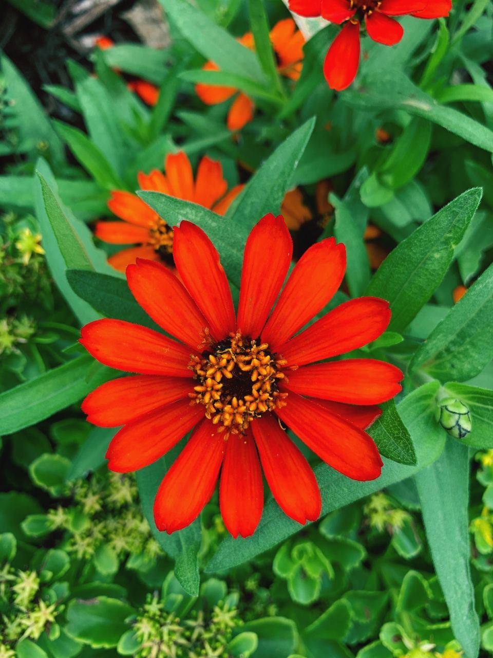 HIGH ANGLE VIEW OF RED FLOWER AND PLANTS