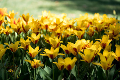 Close-up of yellow flowering plants on field