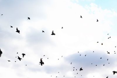 Low angle view of birds flying against sky