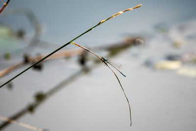 Close-up of dry plant during winter