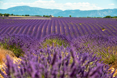 Purple flowering plants on field against sky