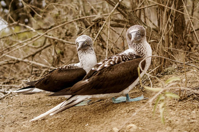 View of birds perching on land