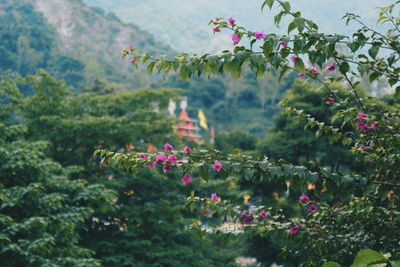 Close-up of pink flowers