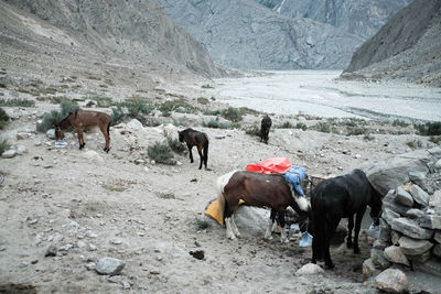 Horses in a farm