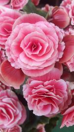 Close-up of pink roses